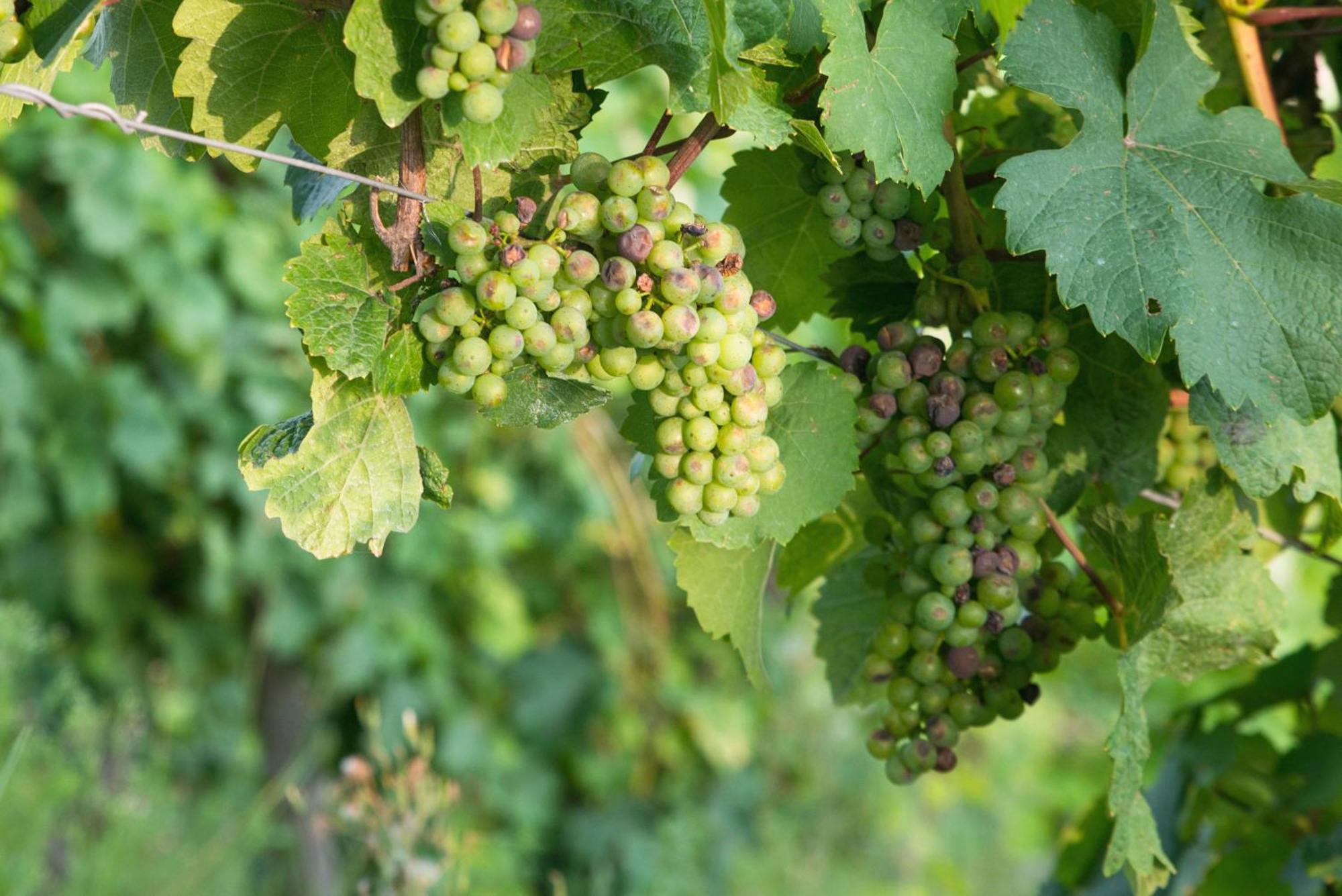 Weingut / Gaestehaus Gerlach Ürzig Exteriör bild