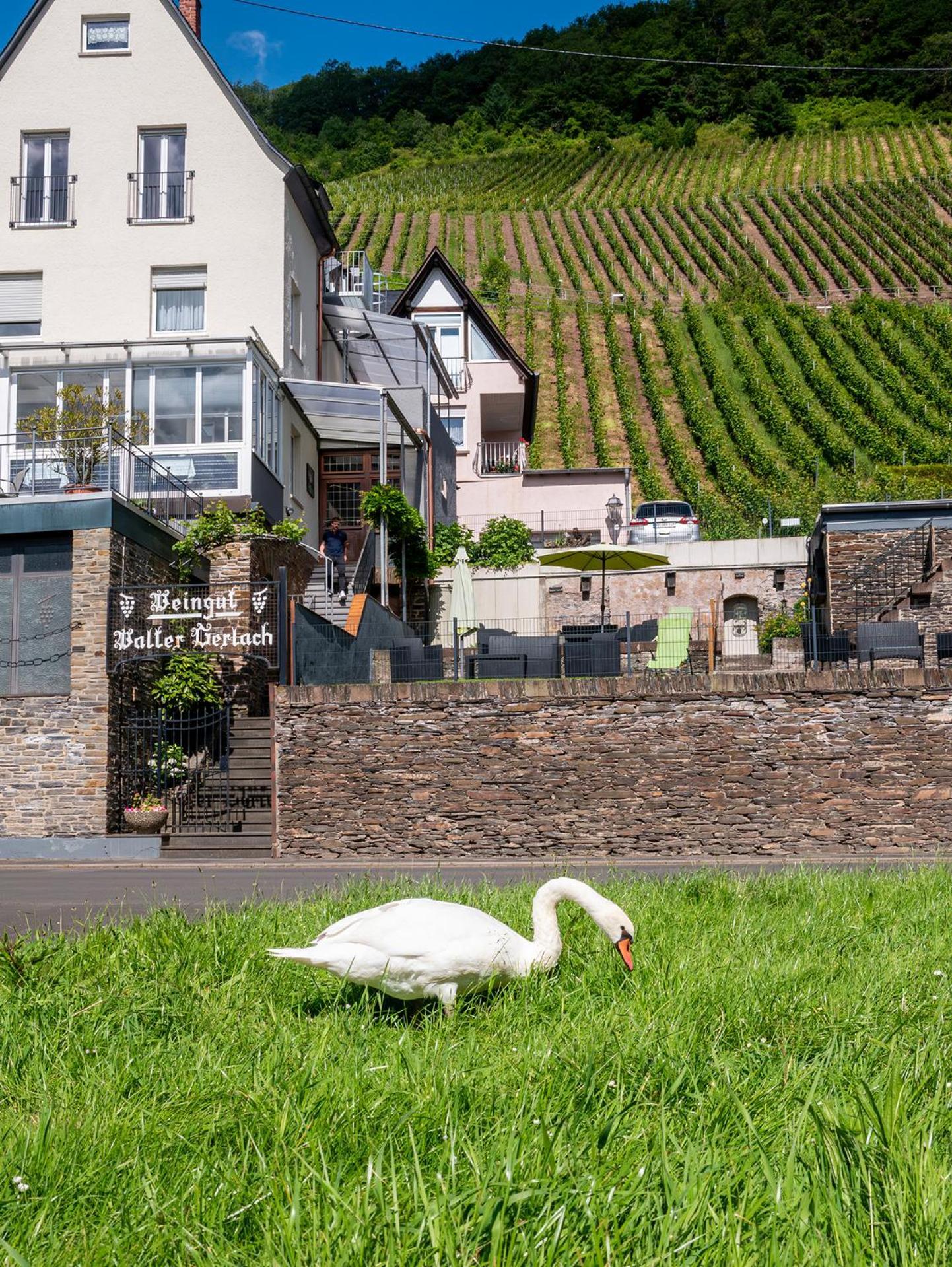 Weingut / Gaestehaus Gerlach Ürzig Exteriör bild